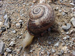 Snail